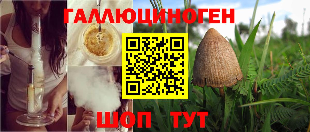 Псилоцибиновые грибы Psilocybine cubensis Заводоуковск
